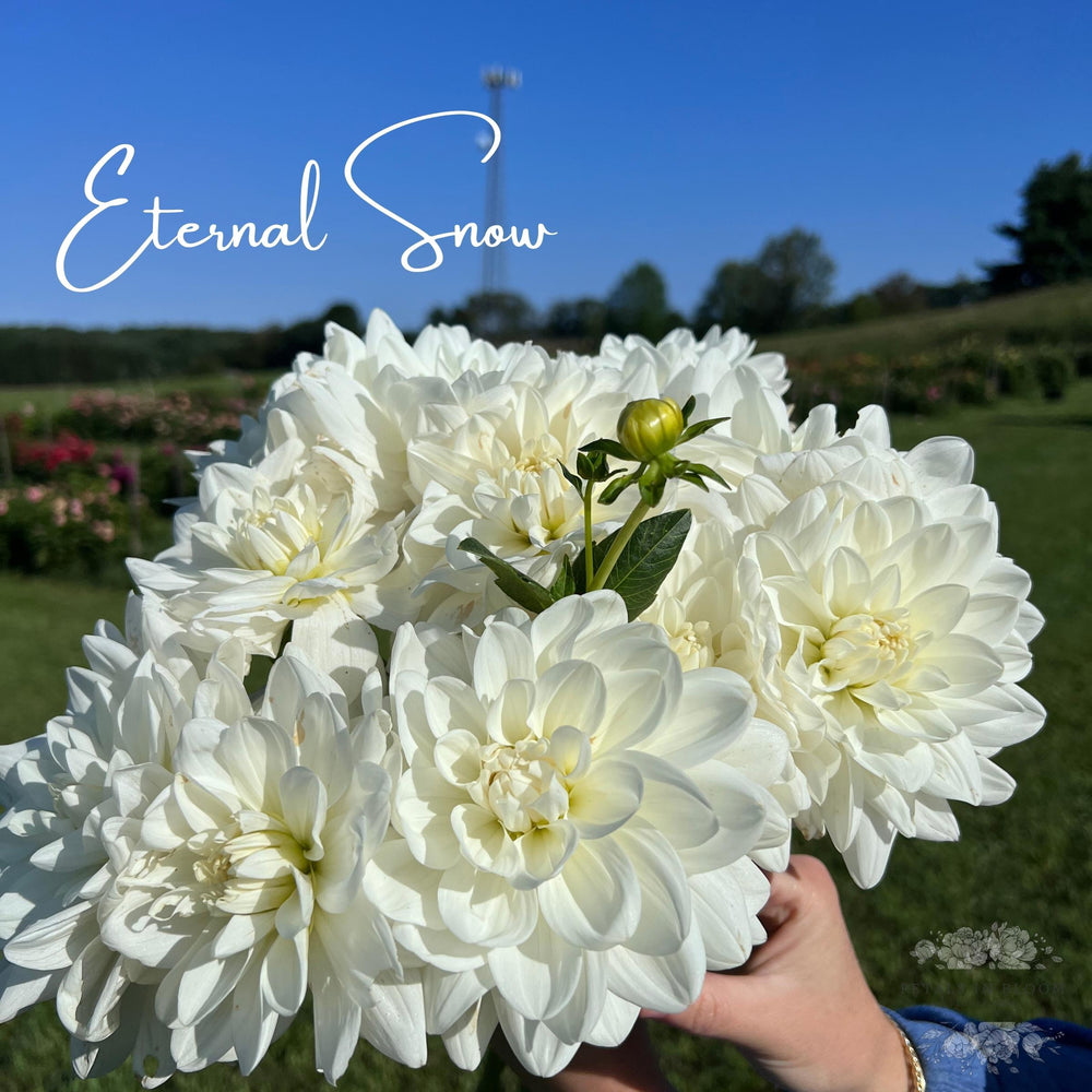 Eternal Snow Dahlia Tubers – Petals In Bloom Flower Farm