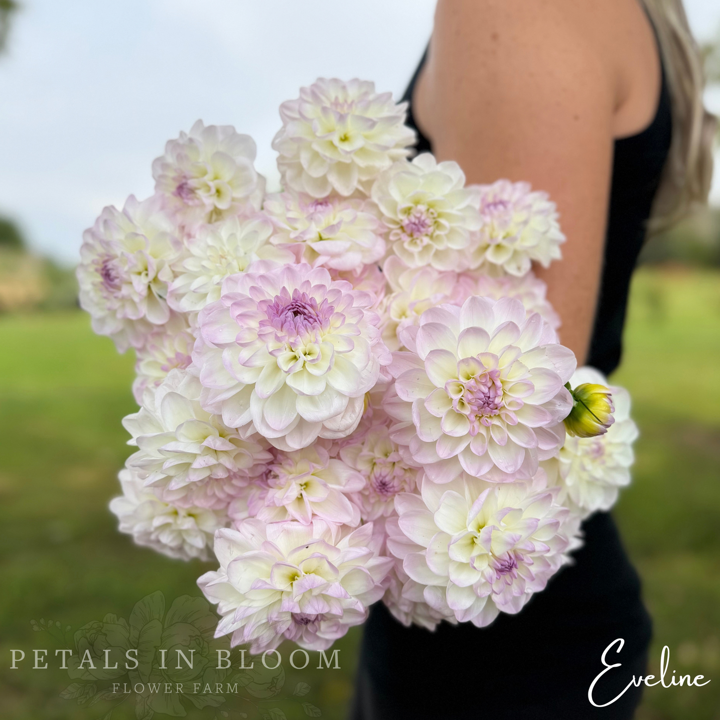 
                  
                    Eveline Dahlia Tuber
                  
                