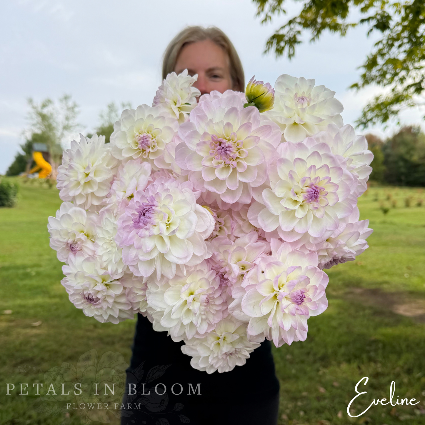 
                  
                    Eveline Dahlia Tuber
                  
                