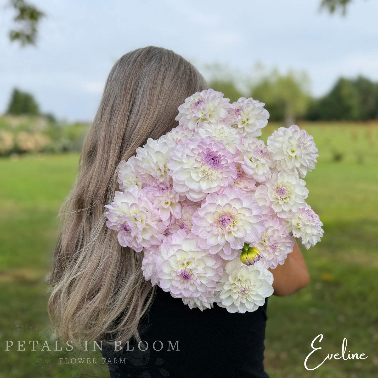 
                  
                    Eveline Dahlia Tuber
                  
                