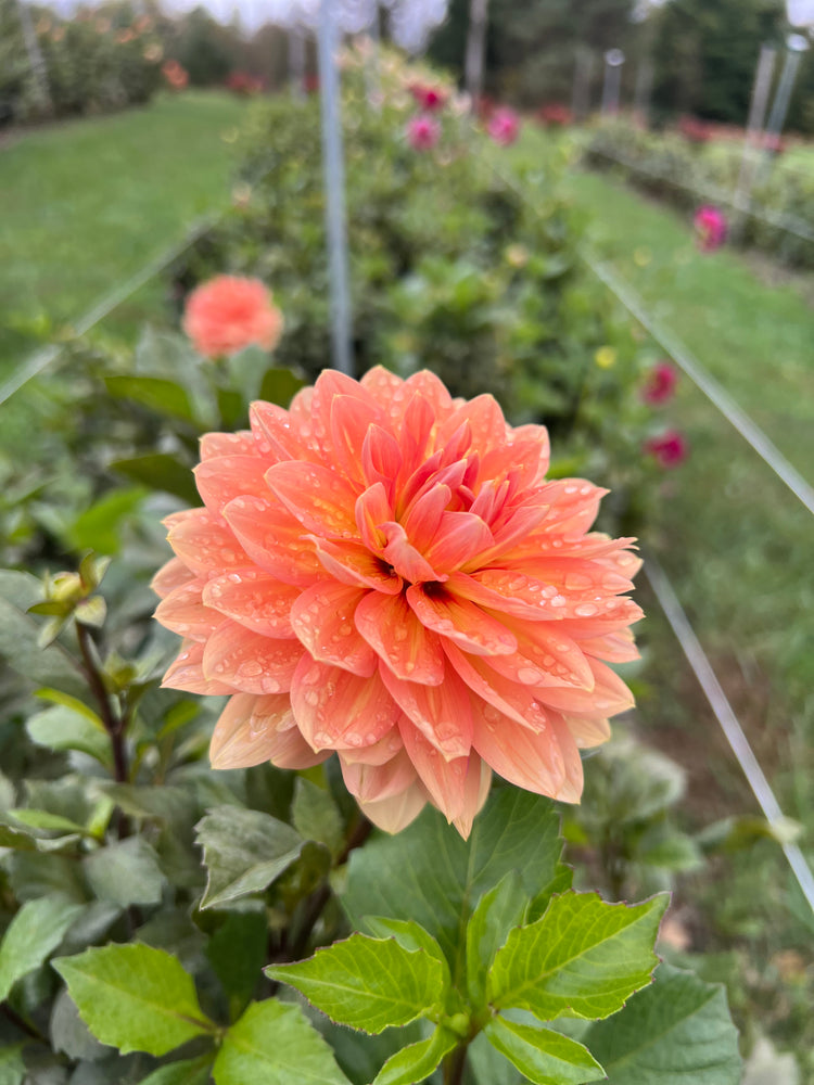 
                  
                    Bracken Palomino Dahlia Tubers
                  
                