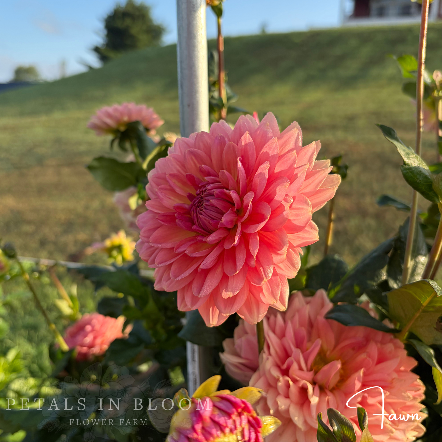 
                  
                    Fawn Dahlia Tuber
                  
                