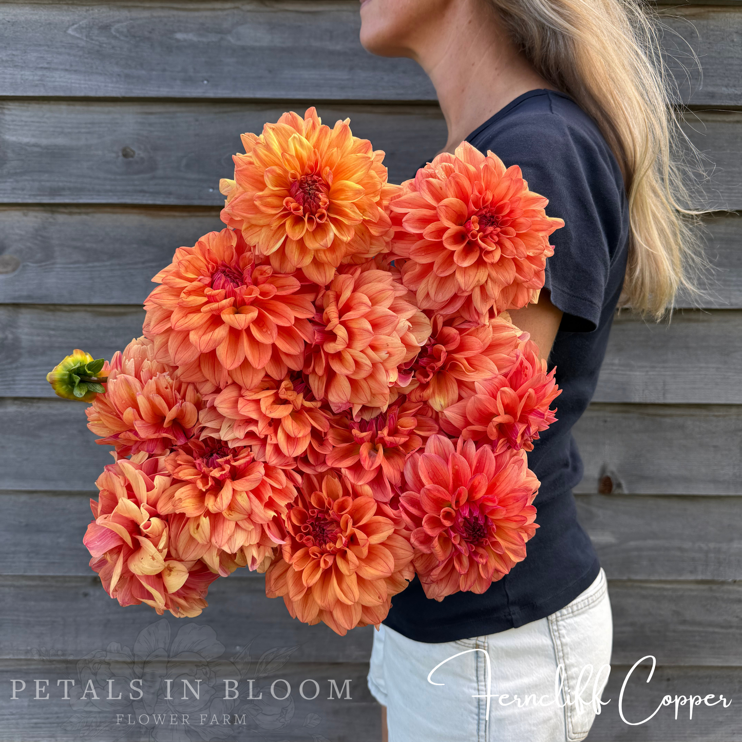 
                  
                    Ferncliff Copper Dahlia Tuber
                  
                
