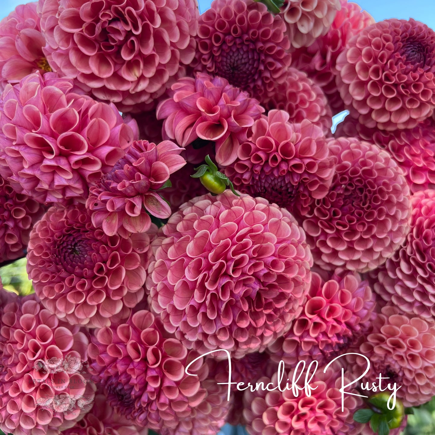 Ferncliff Rusty Dahlia Tubers Petals In Bloom Flower Farm ferncliff-rusty-dahlia-tubers-petals-in-bloom-flower-farm
