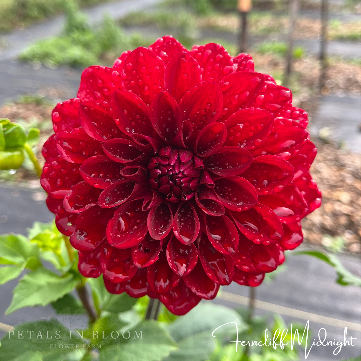 
                  
                    Ferncliff Midnight Dahlia Tuber
                  
                