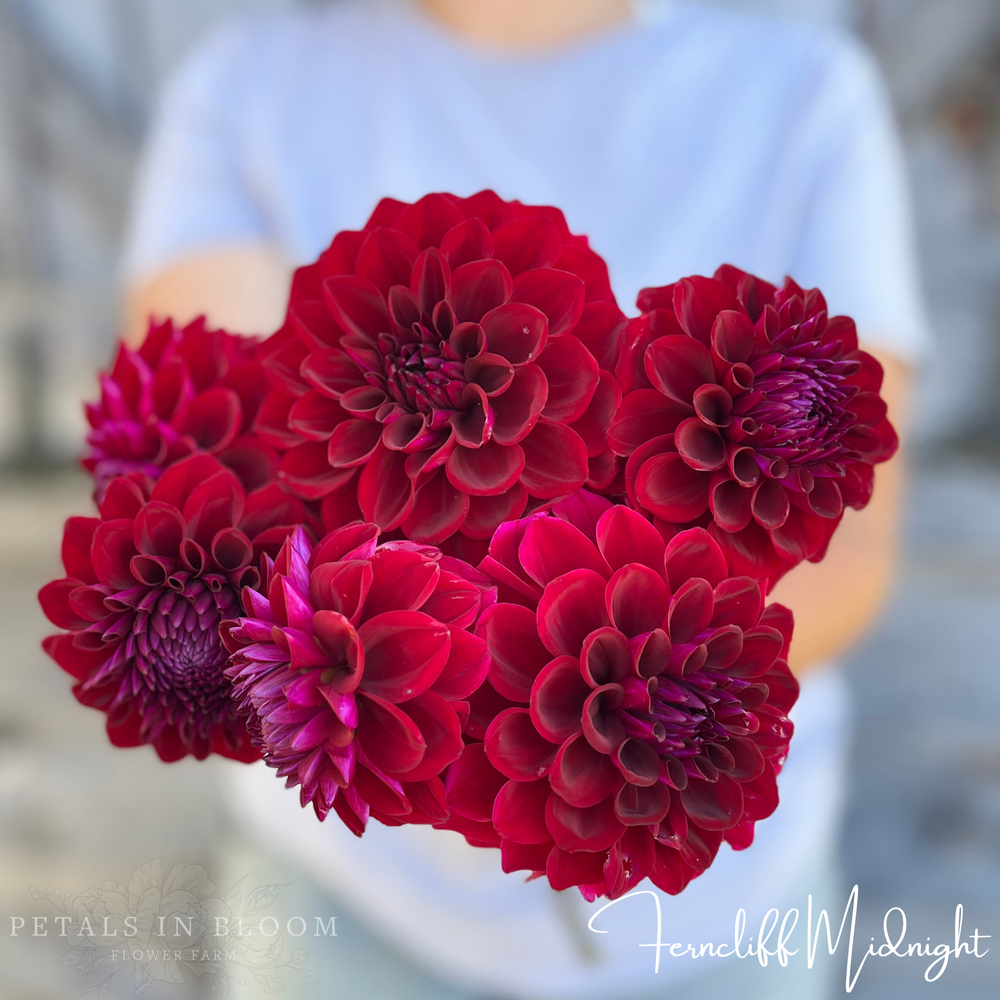 Ferncliff Midnight Dahlia Tuber