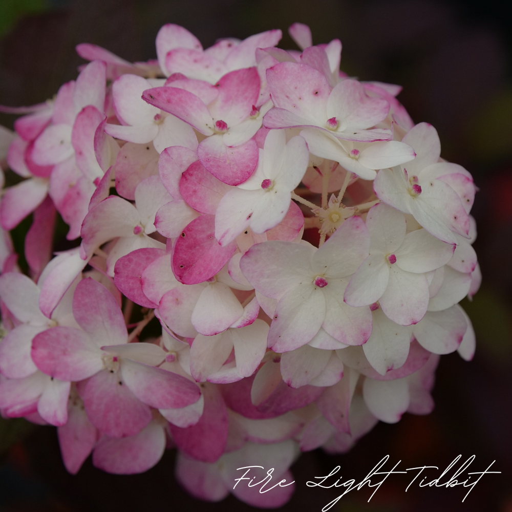 Fire Light Tidbit Hydrangea – Petals In Bloom Flower Farm