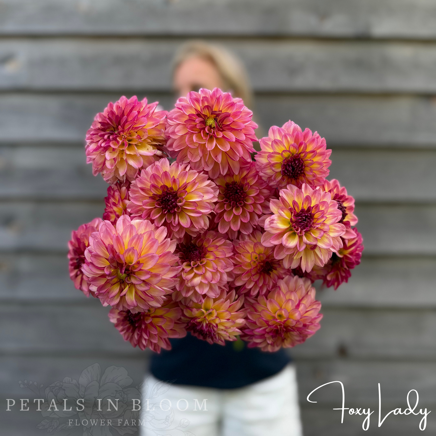
                  
                    Foxy Lady Dahlia Tuber
                  
                