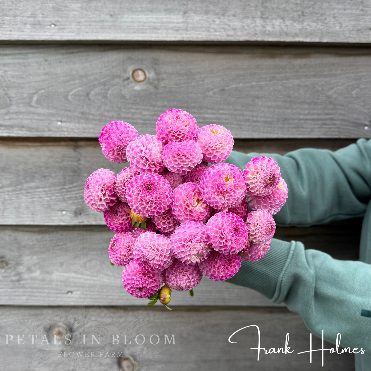 
                  
                    Frank Holmes Dahlia Tubers
                  
                
