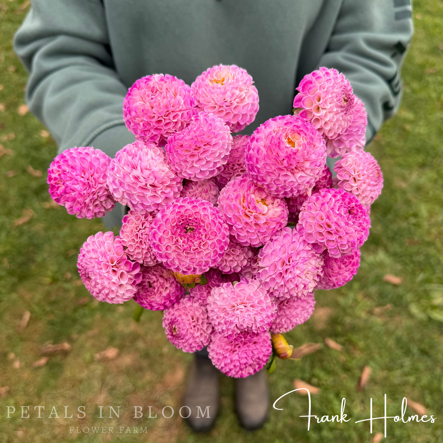 
                  
                    Frank Holmes Dahlia Tubers
                  
                