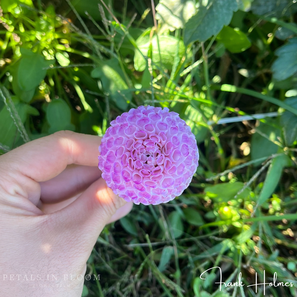 Frank Holmes Dahlia Tubers – Petals In Bloom Flower Farm