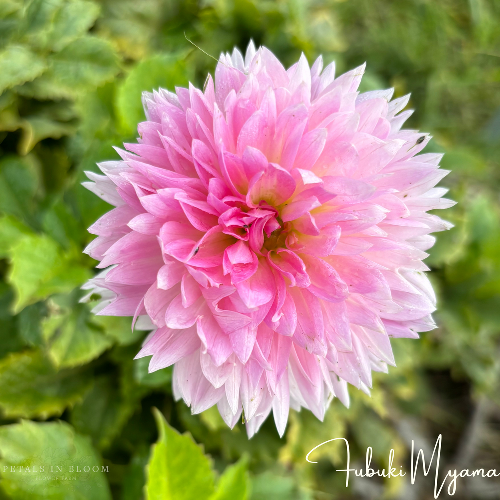 Fubuki Myama Dahlia Tuber