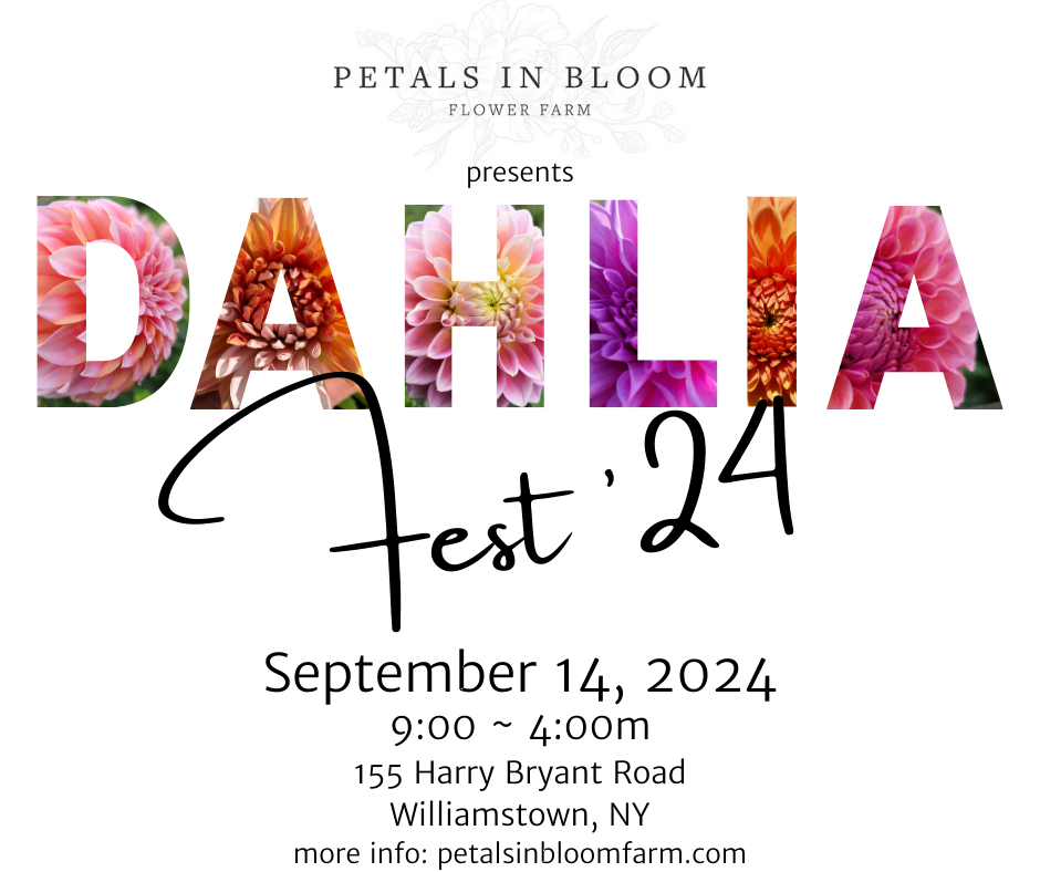 Dahlia Fest '24