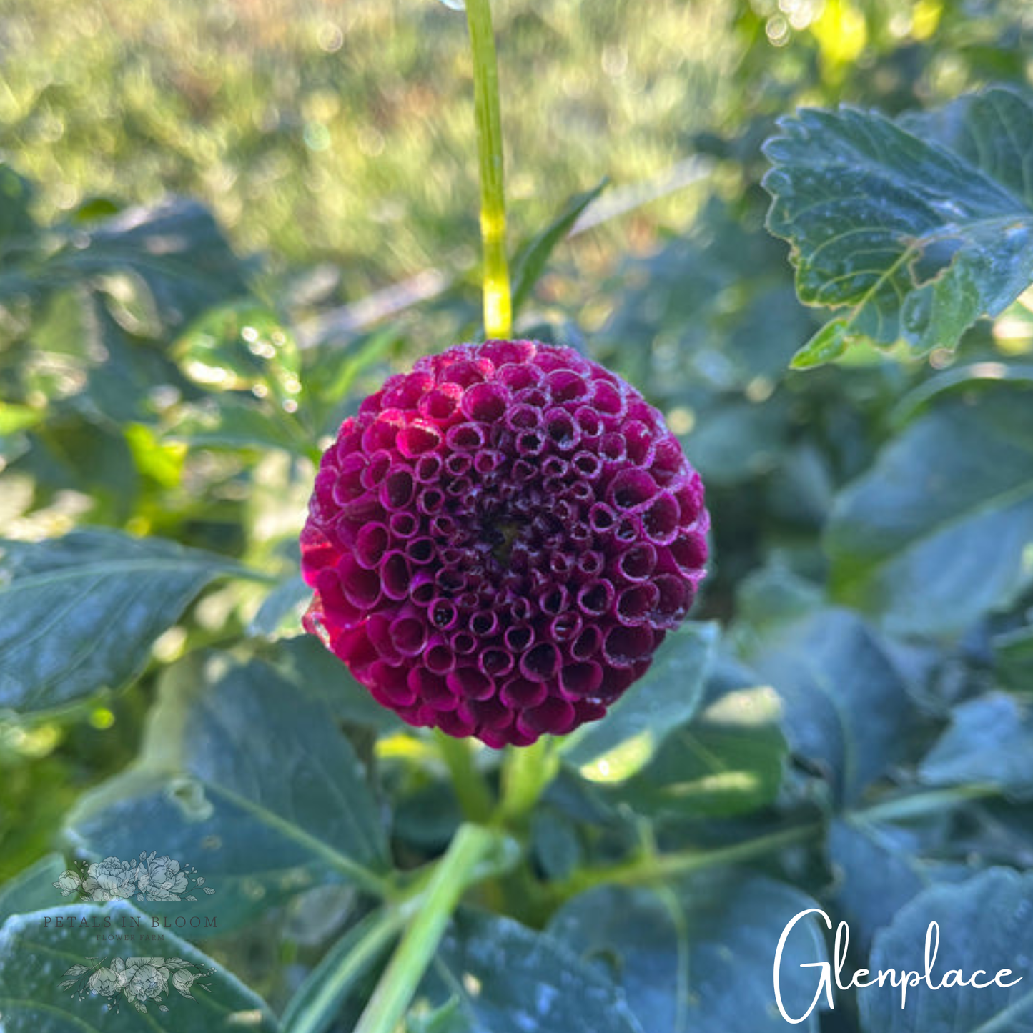 
                  
                    Baker's Dozen Bloom Collection
                  
                