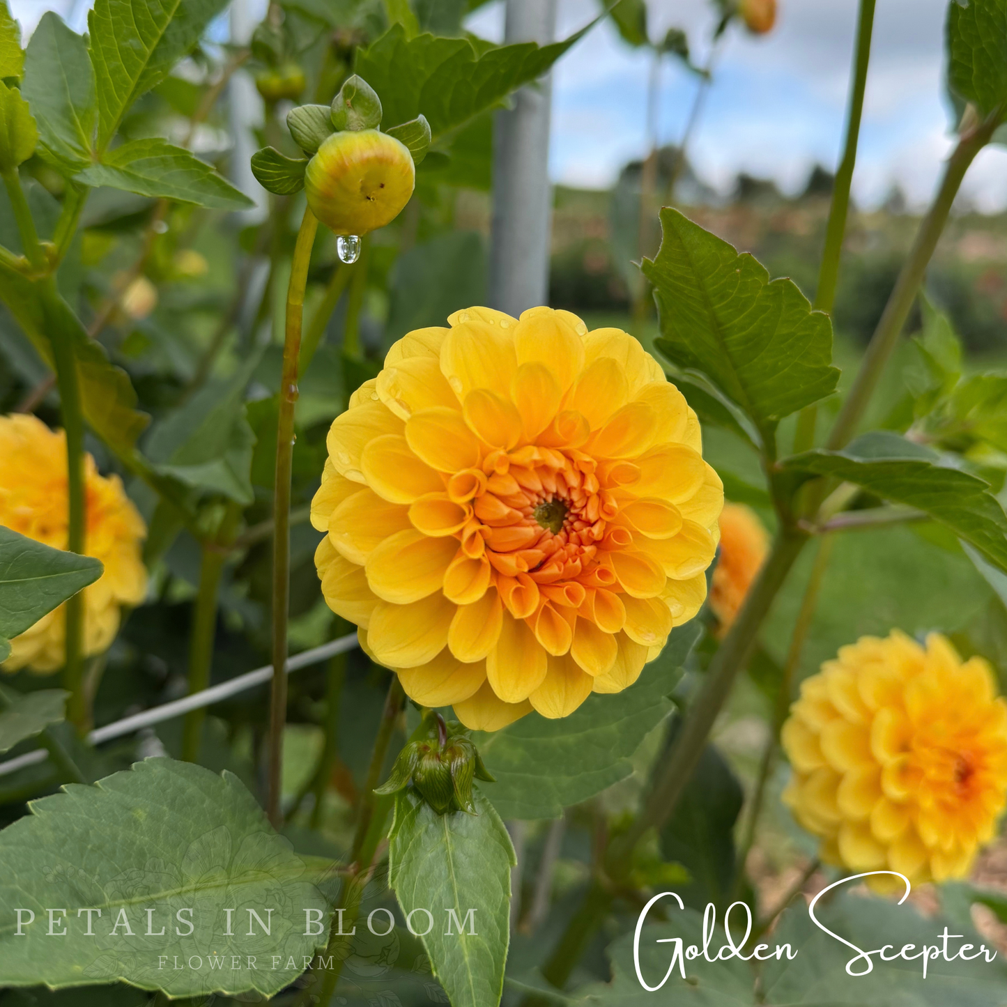
                  
                    Golden Scepter Dahlia Tubers
                  
                