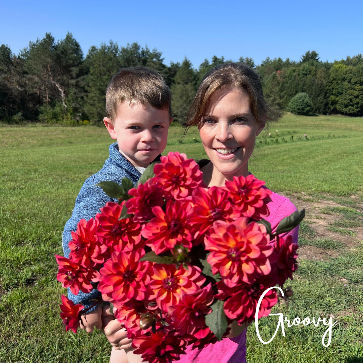 Groovy Dahlia Tubers Petals In Bloom Flower Farm