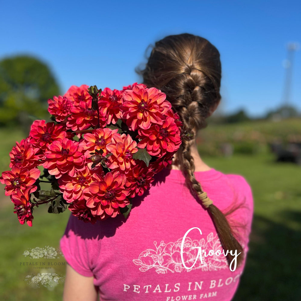 Petals In Bloom Flower Farm Groovy Dahlia Tubers