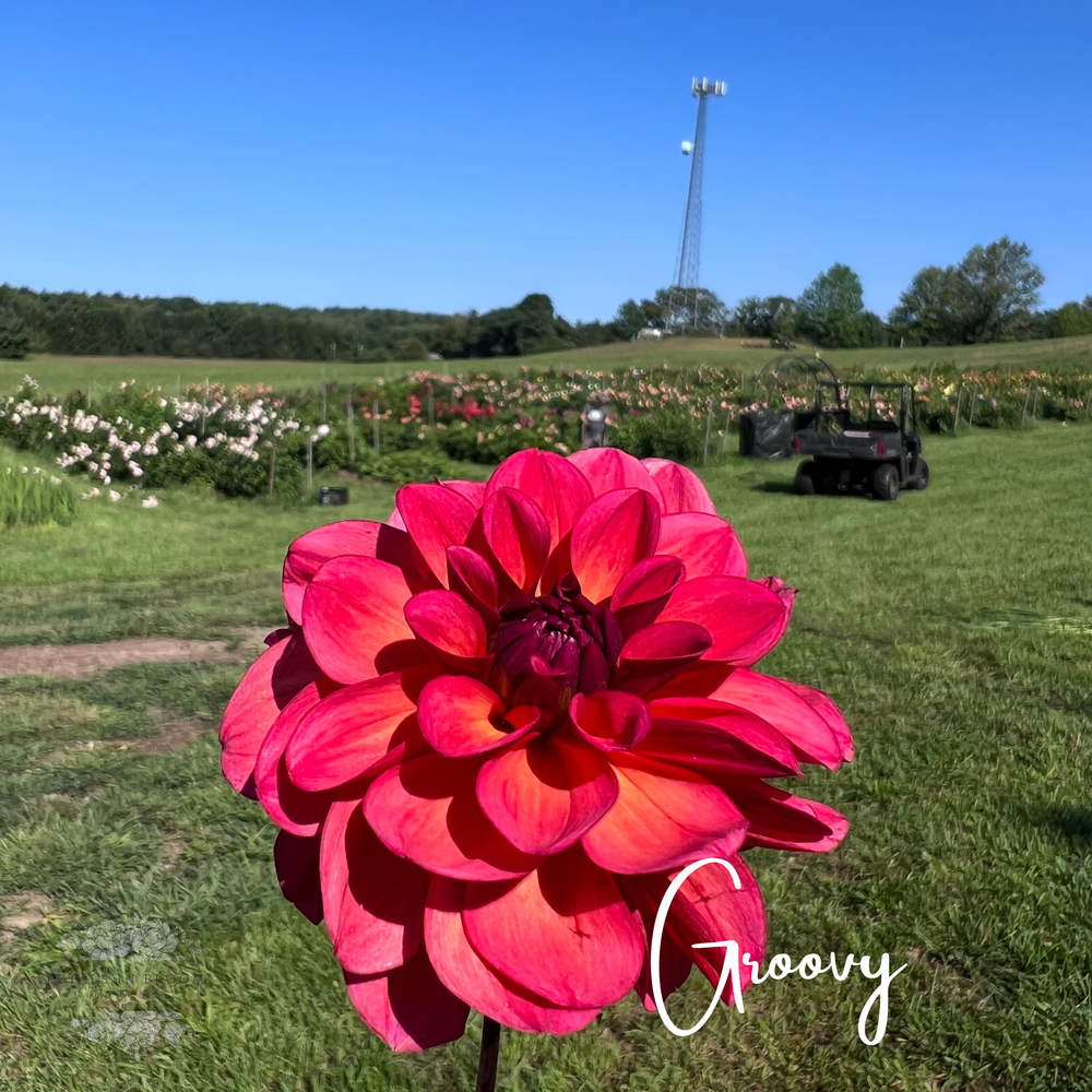 Petals In Bloom Flower Farm Groovy Dahlia Tubers - Thumbnail 2