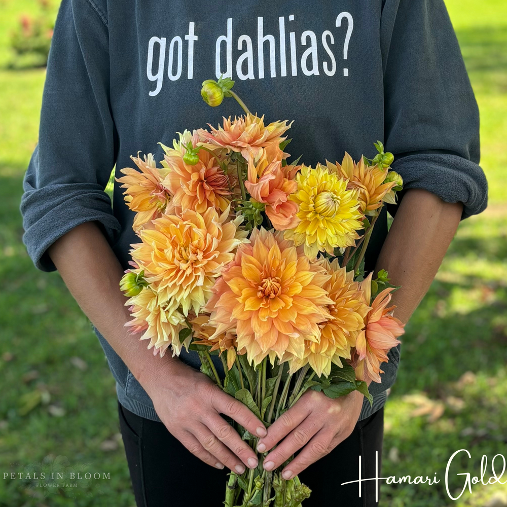 Hamari Gold Dahlia Tubers