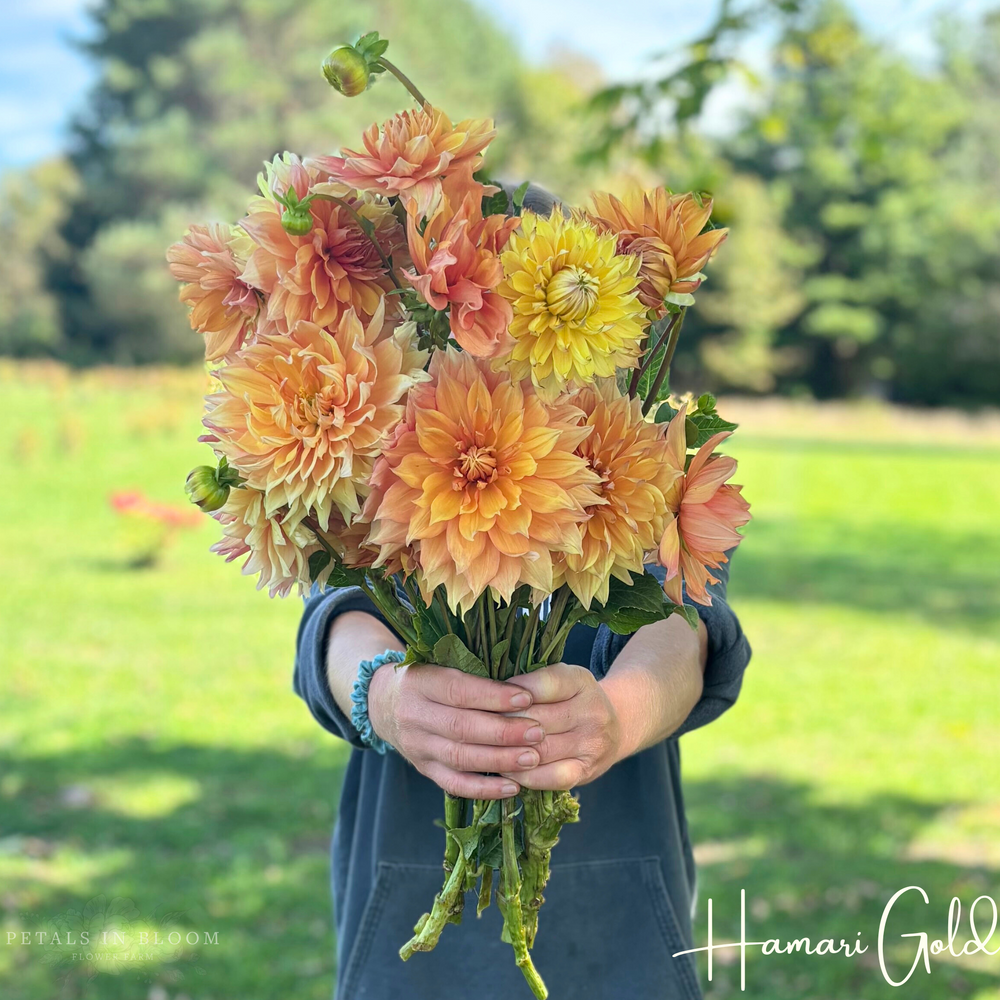 
                  
                    Hamari Gold Dahlia Tubers
                  
                