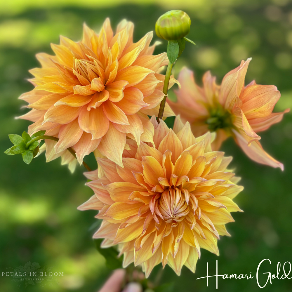 
                  
                    Hamari Gold Dahlia Tubers
                  
                