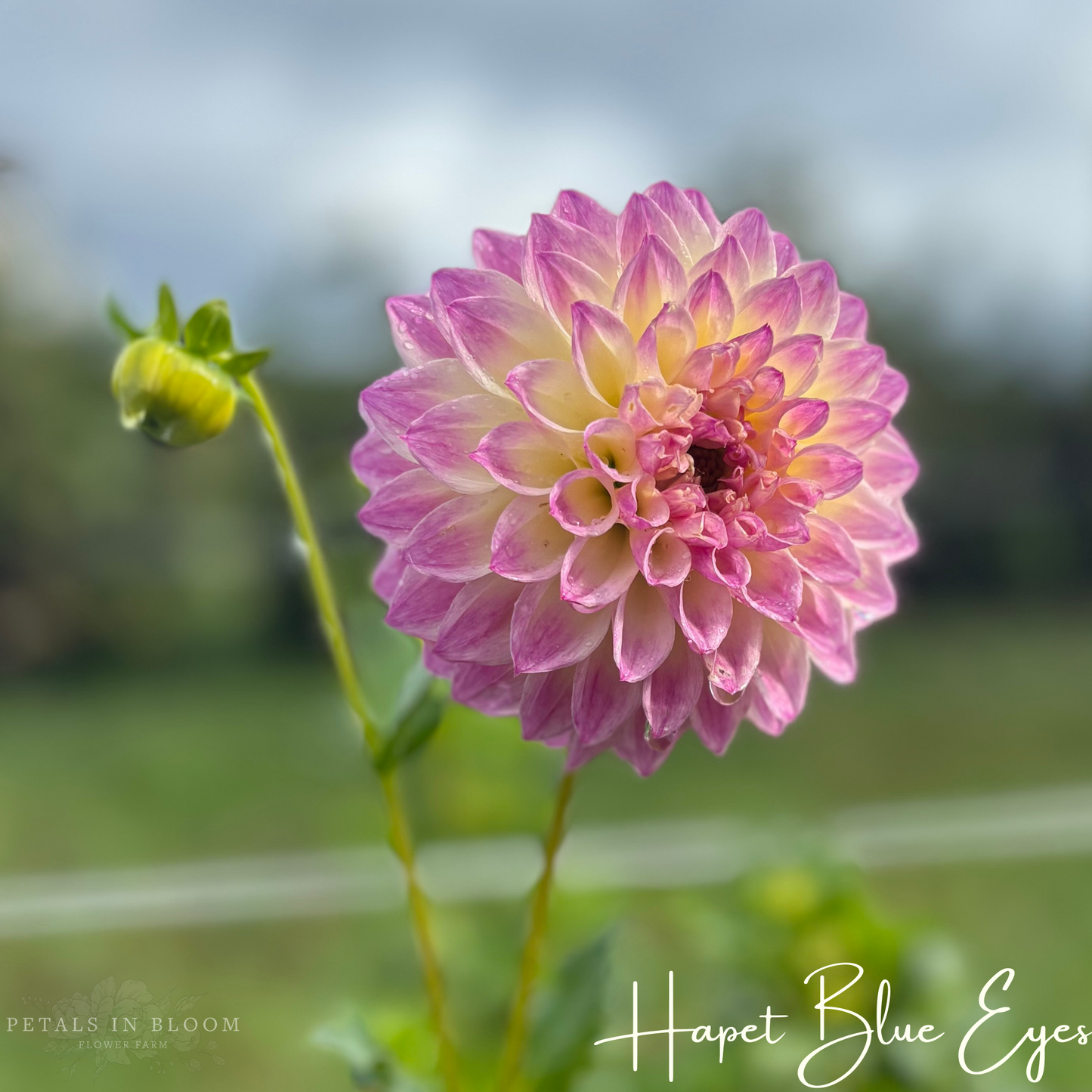 
                  
                    Hapet Blue Eyes Dahlia Tuber
                  
                