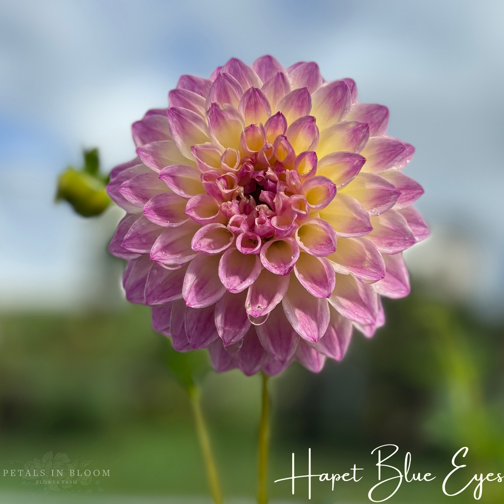 Hapet Blue Eyes Dahlia Tuber