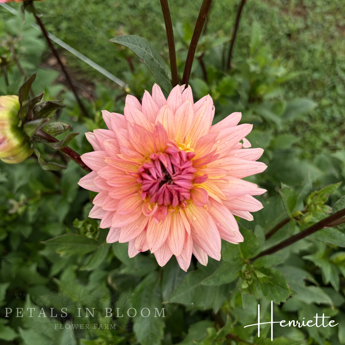 
                  
                    Henriette Dahlia Tuber
                  
                