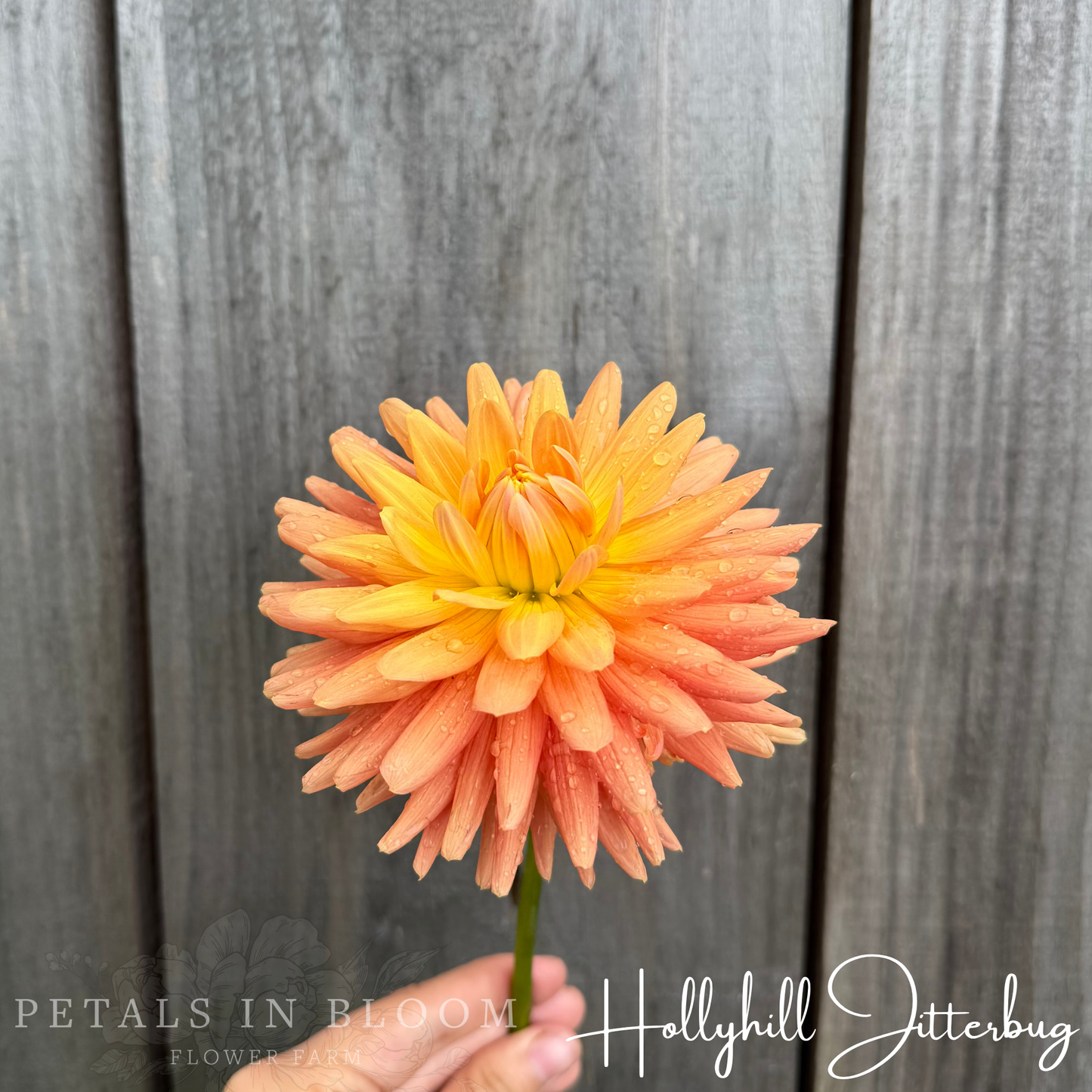 
                  
                    Hollyhill Jitterbug Dahlia Tuber
                  
                