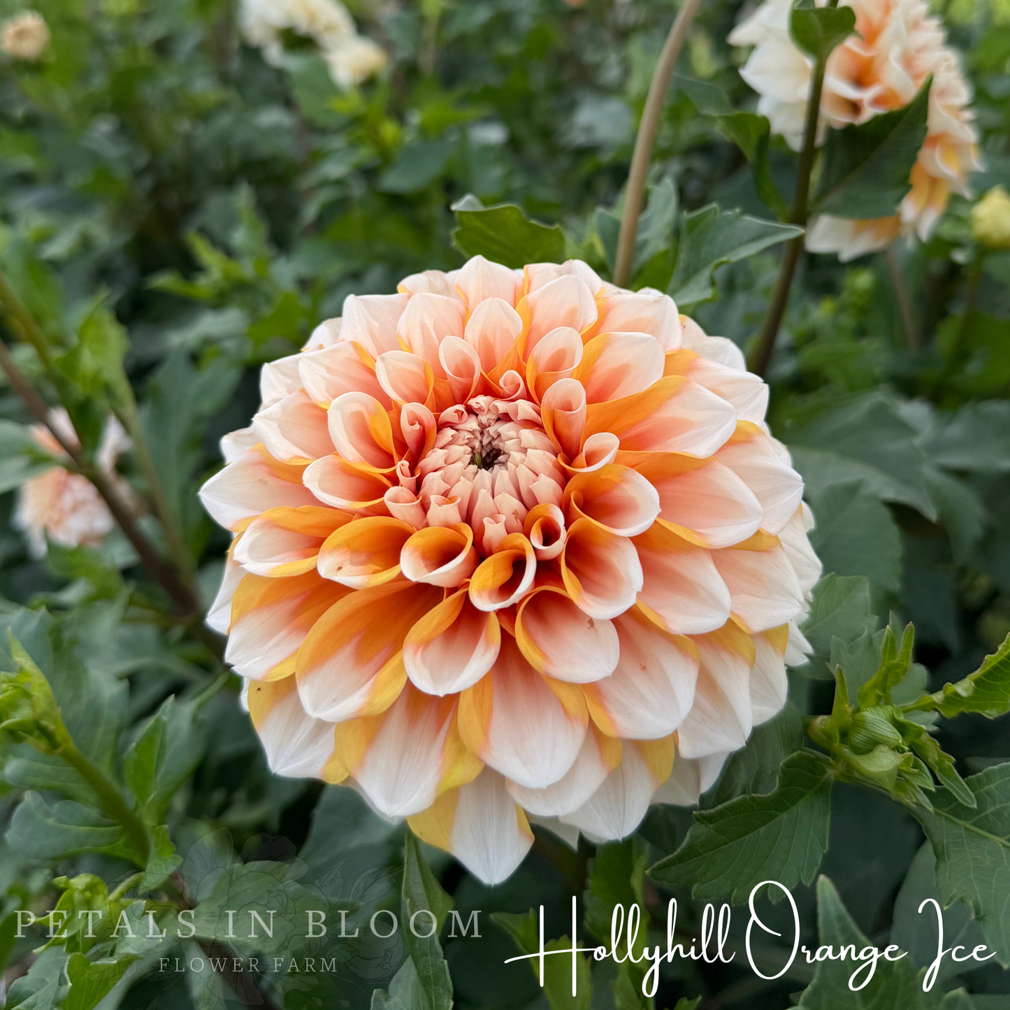 
                  
                    Hollyhill Orange Ice Dahlia Tuber
                  
                