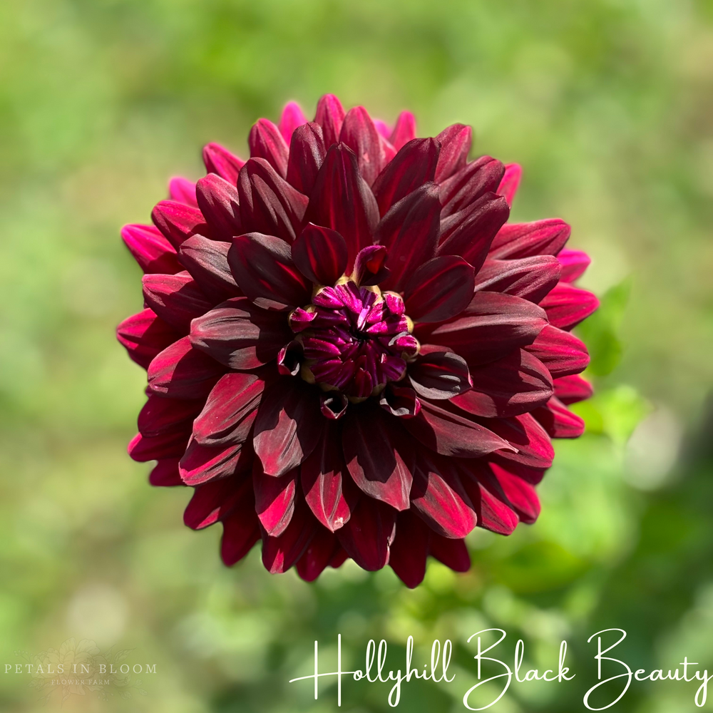 Hollyhill Black Beauty Dahlia Tuber