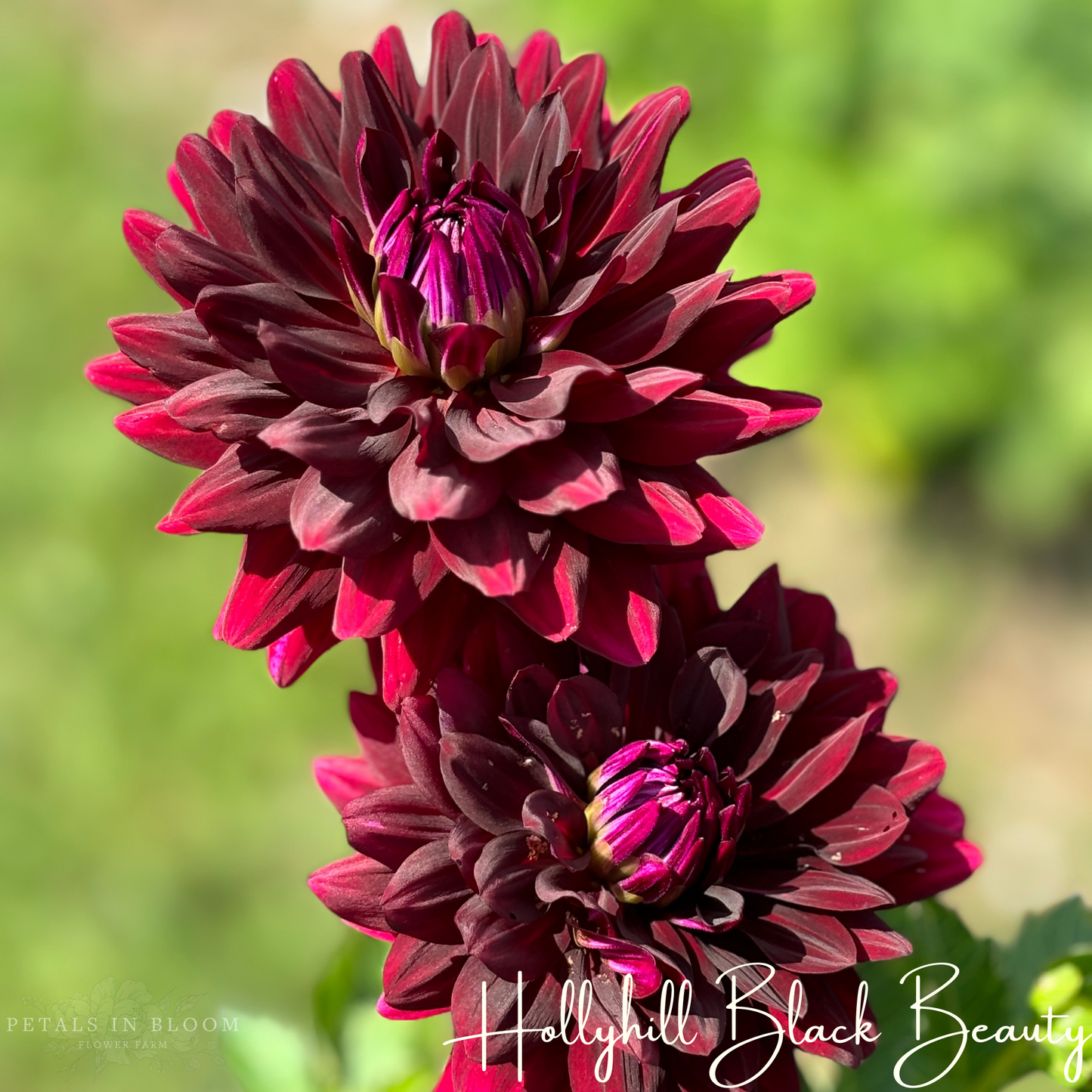 
                  
                    Hollyhill Black Beauty Dahlia Tuber
                  
                