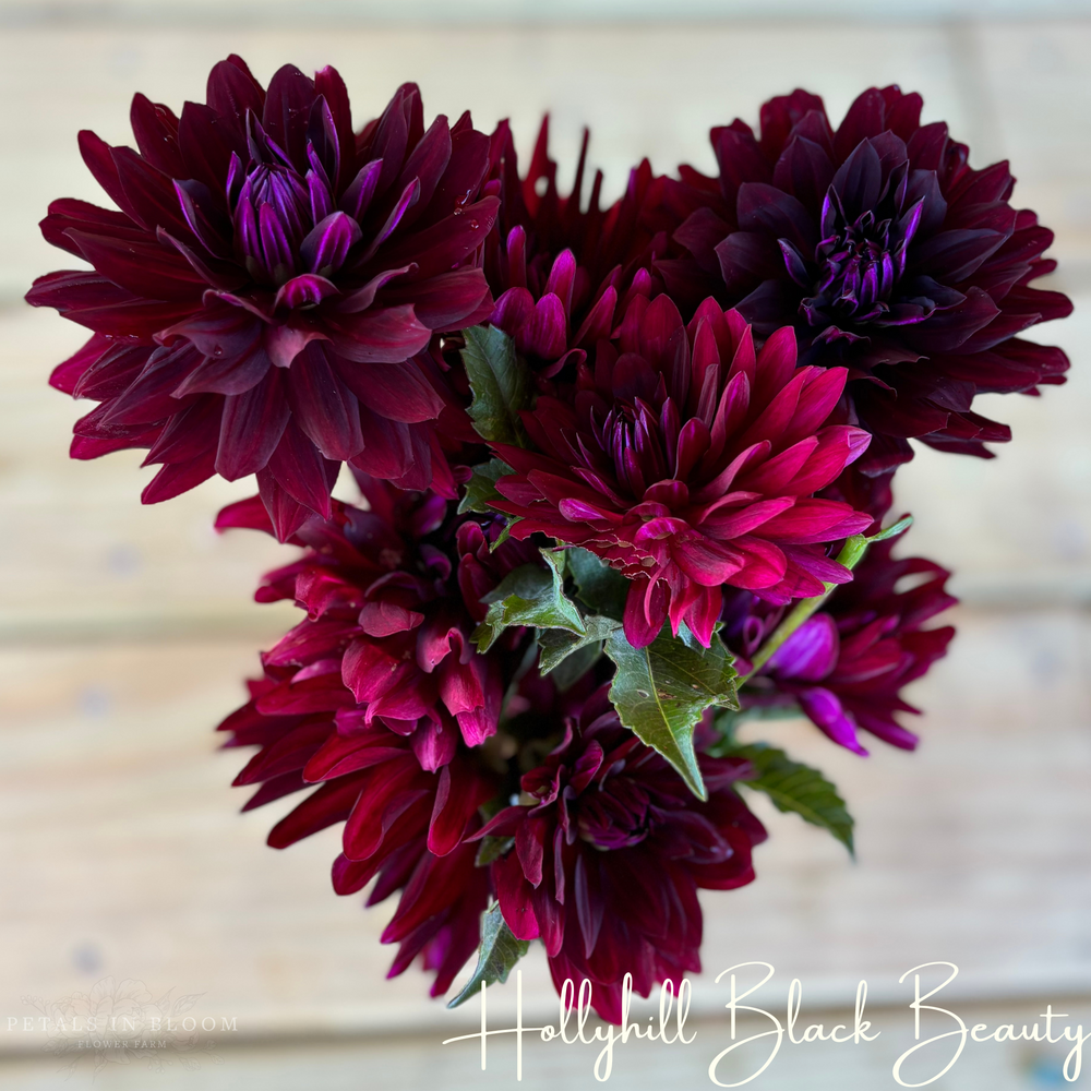 
                  
                    Hollyhill Black Beauty Dahlia Tuber
                  
                