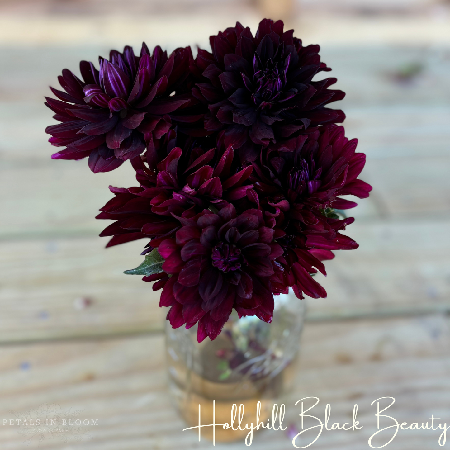 
                  
                    Hollyhill Black Beauty Dahlia Tuber
                  
                