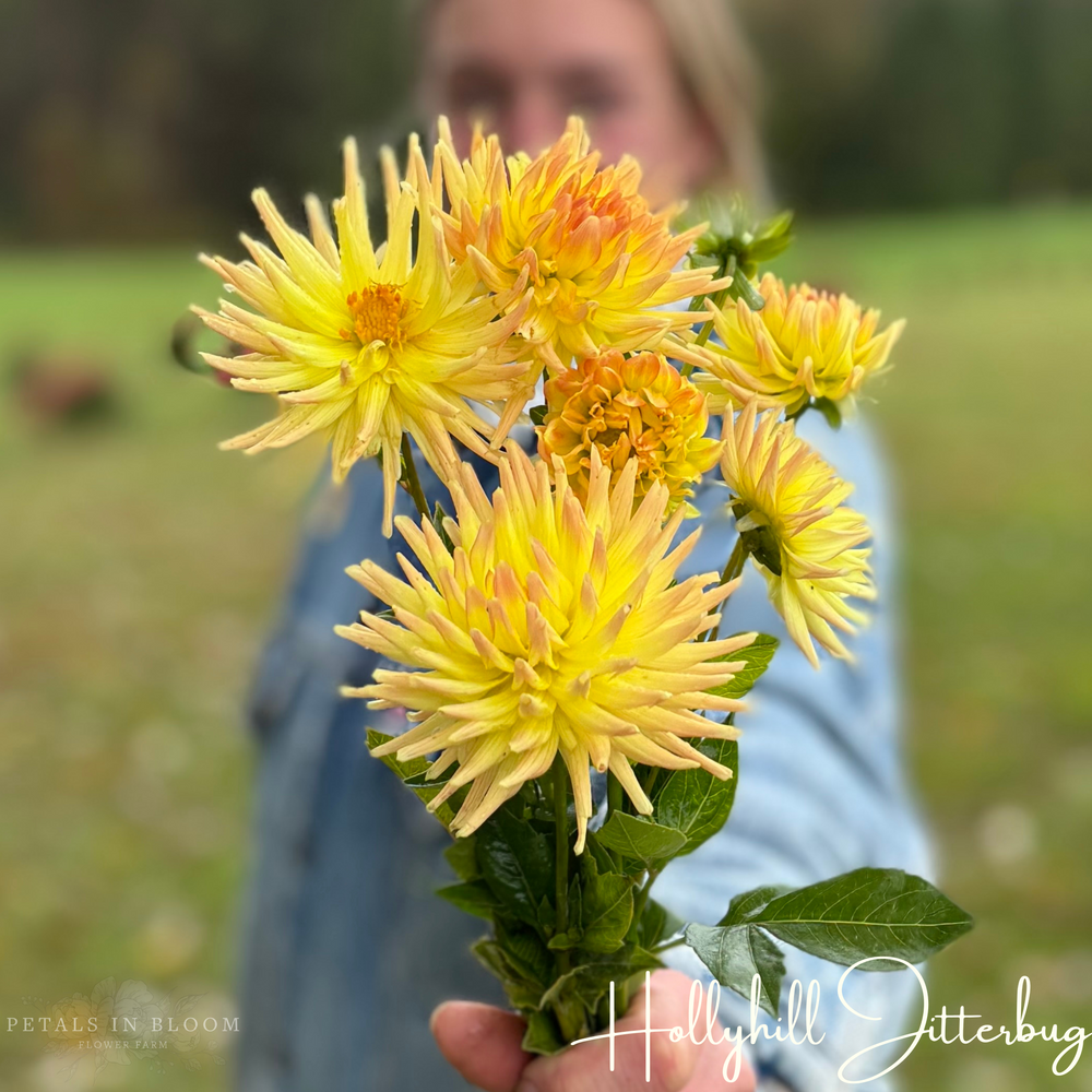 Hollyhill Jitterbug Dahlia Tuber