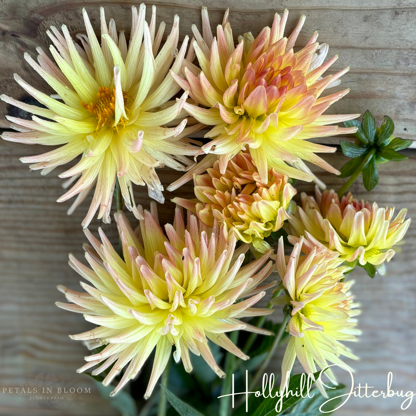 
                  
                    Hollyhill Jitterbug Dahlia Tuber
                  
                