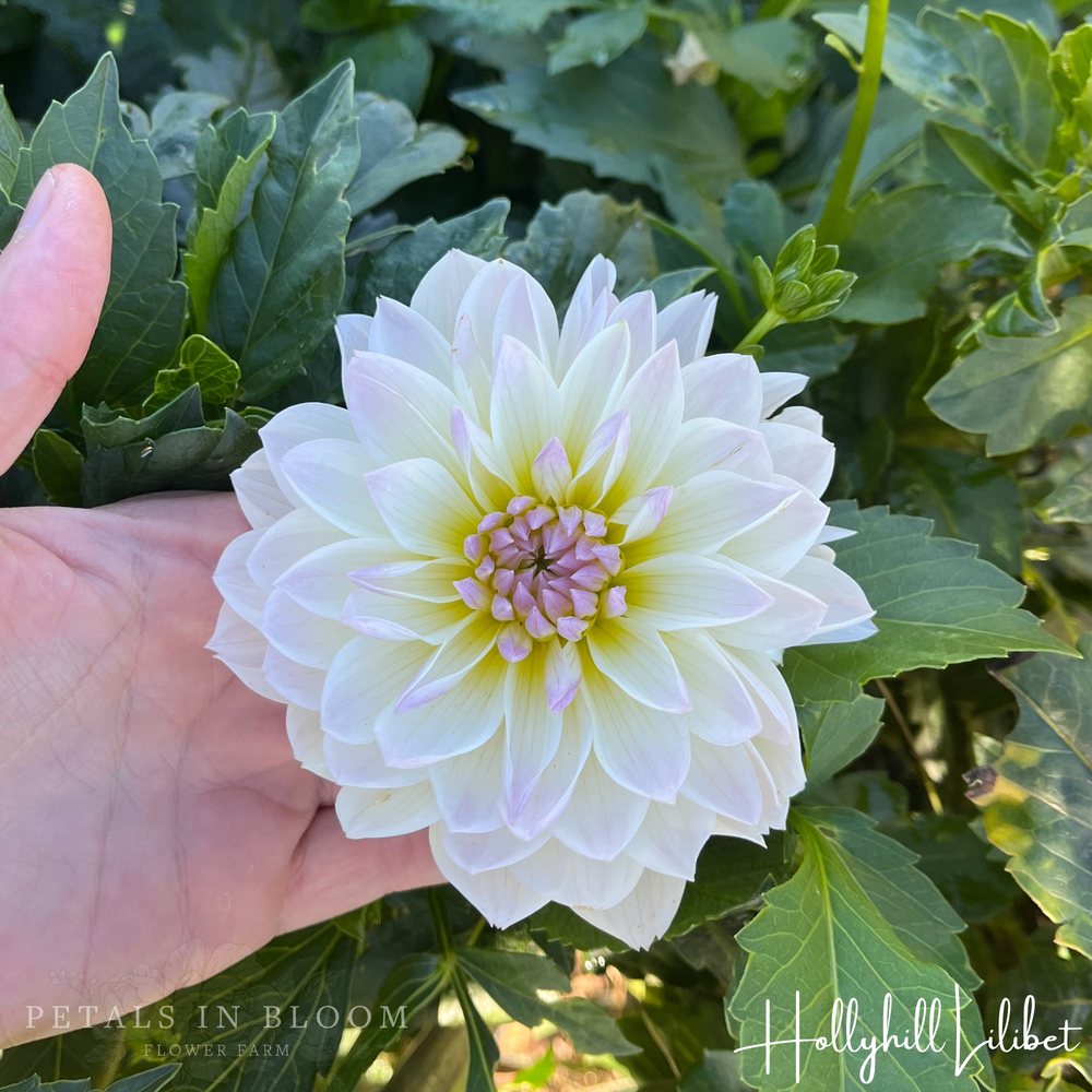 Hollyhill Lilibet Dahlia Tuber