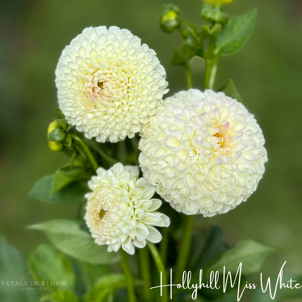 
                  
                    Hollyhill Miss White Dahlia Tuber
                  
                