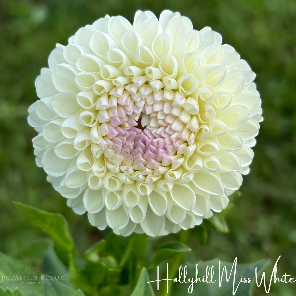 Hollyhill Miss White Dahlia Tuber