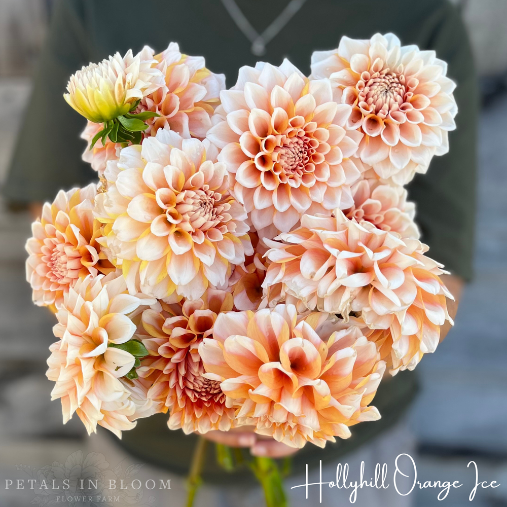 
                  
                    Hollyhill Orange Ice Dahlia Tuber
                  
                
