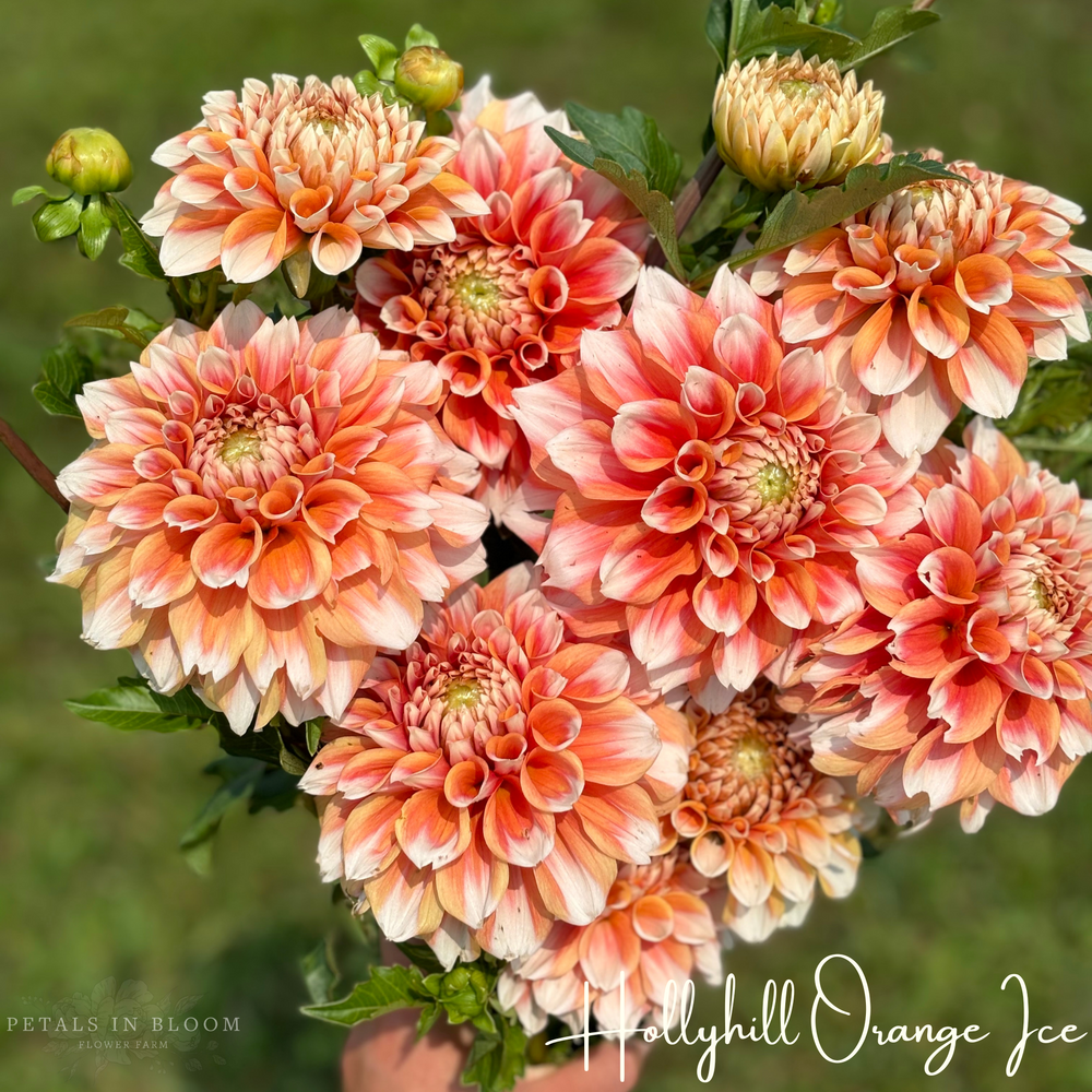 Hollyhill Orange Ice Dahlia Tuber