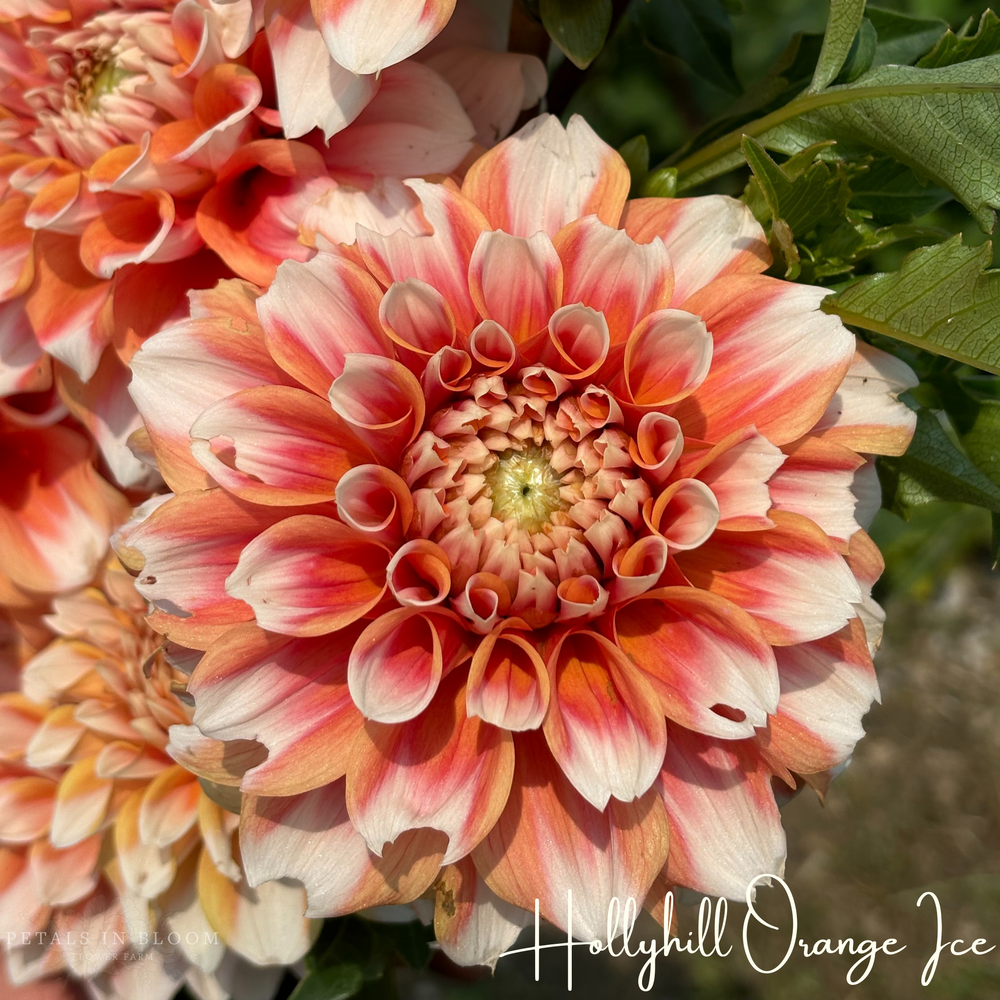 
                  
                    Hollyhill Orange Ice Dahlia Tuber
                  
                