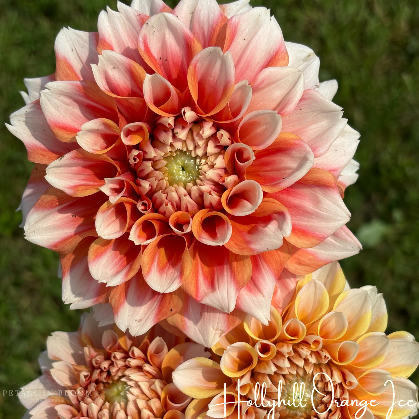 
                  
                    Hollyhill Orange Ice Dahlia Tuber
                  
                