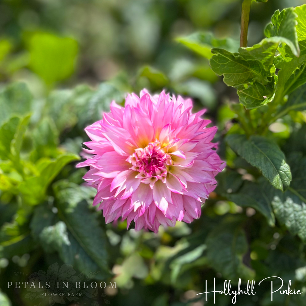 Hollyhill Pinkie Dahlia Tuber