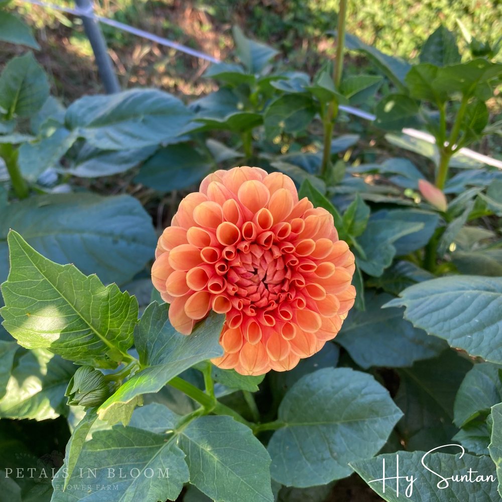 Hy Suntan Dahlia Tuber