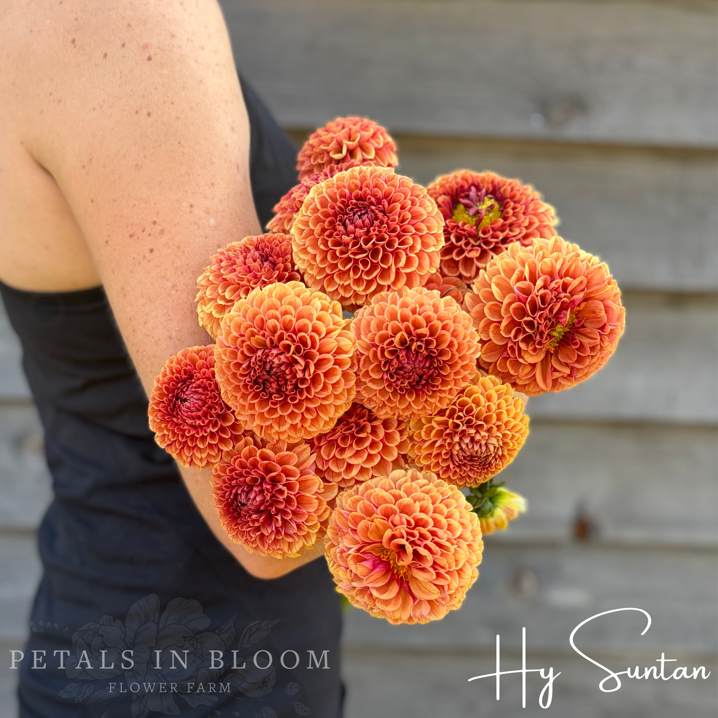
                  
                    Hy Suntan Dahlia Tuber
                  
                