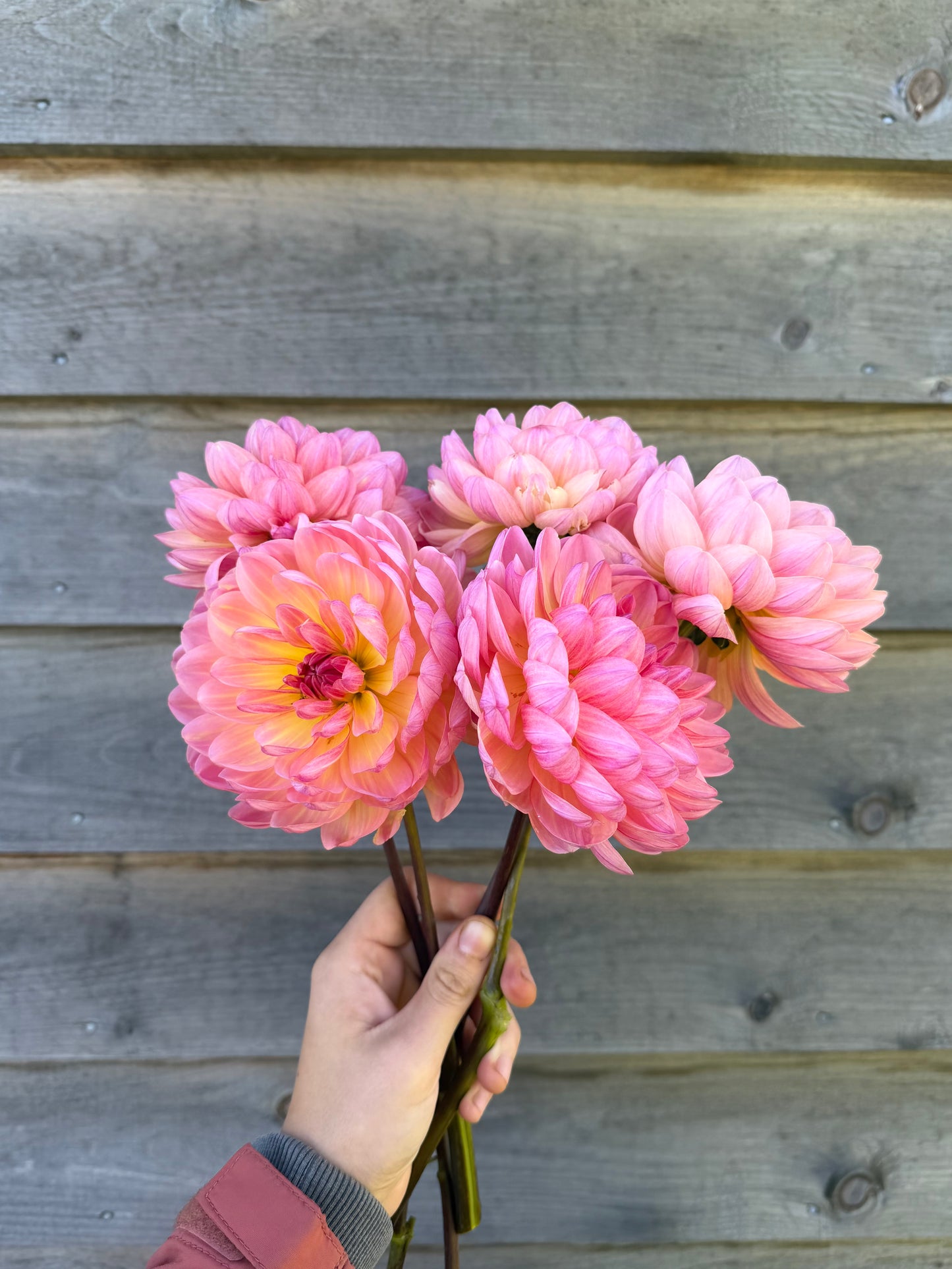 
                  
                    Sandia Bliss Dahlia Tuber
                  
                