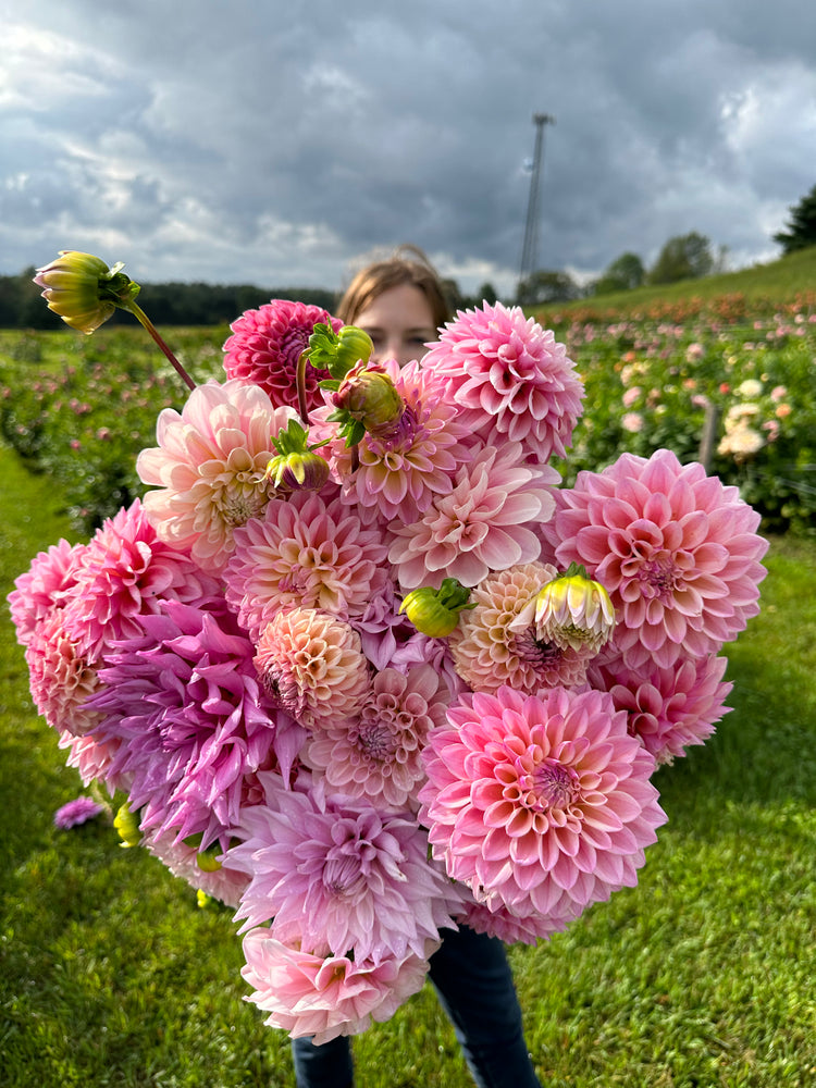
                  
                    Dahlia Fest 2025 U-Pick Dahlias
                  
                