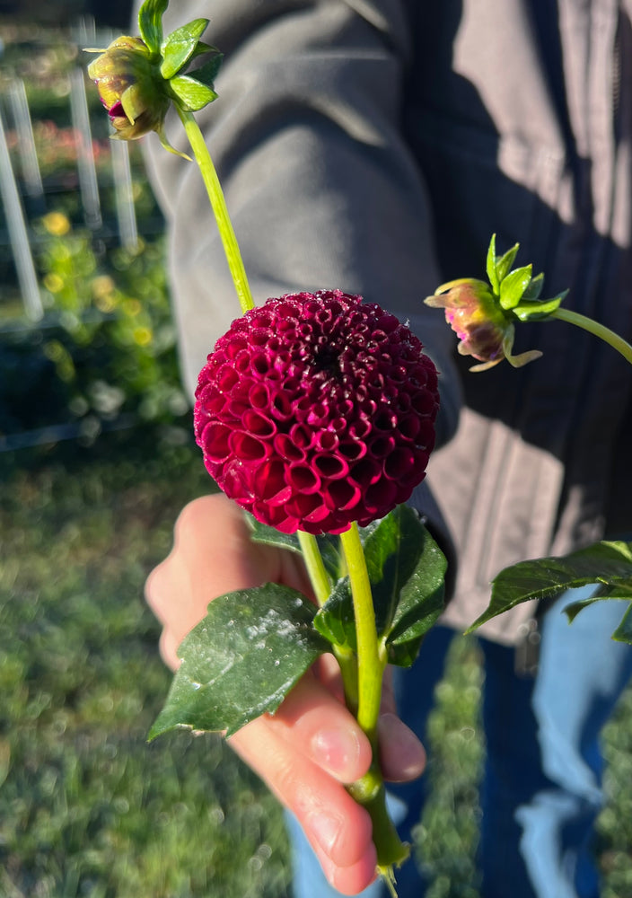 
                  
                    Glenplace Dahlia Tubers
                  
                