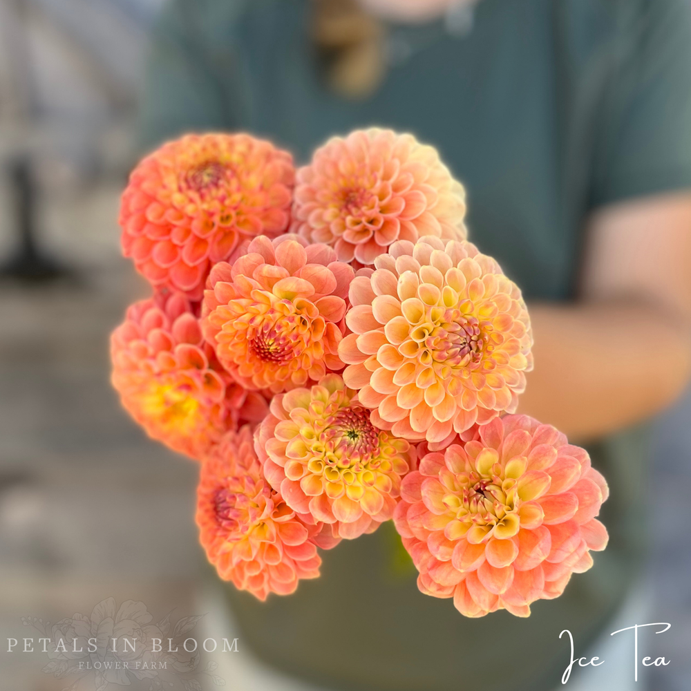 Ice Tea Dahlia Tuber